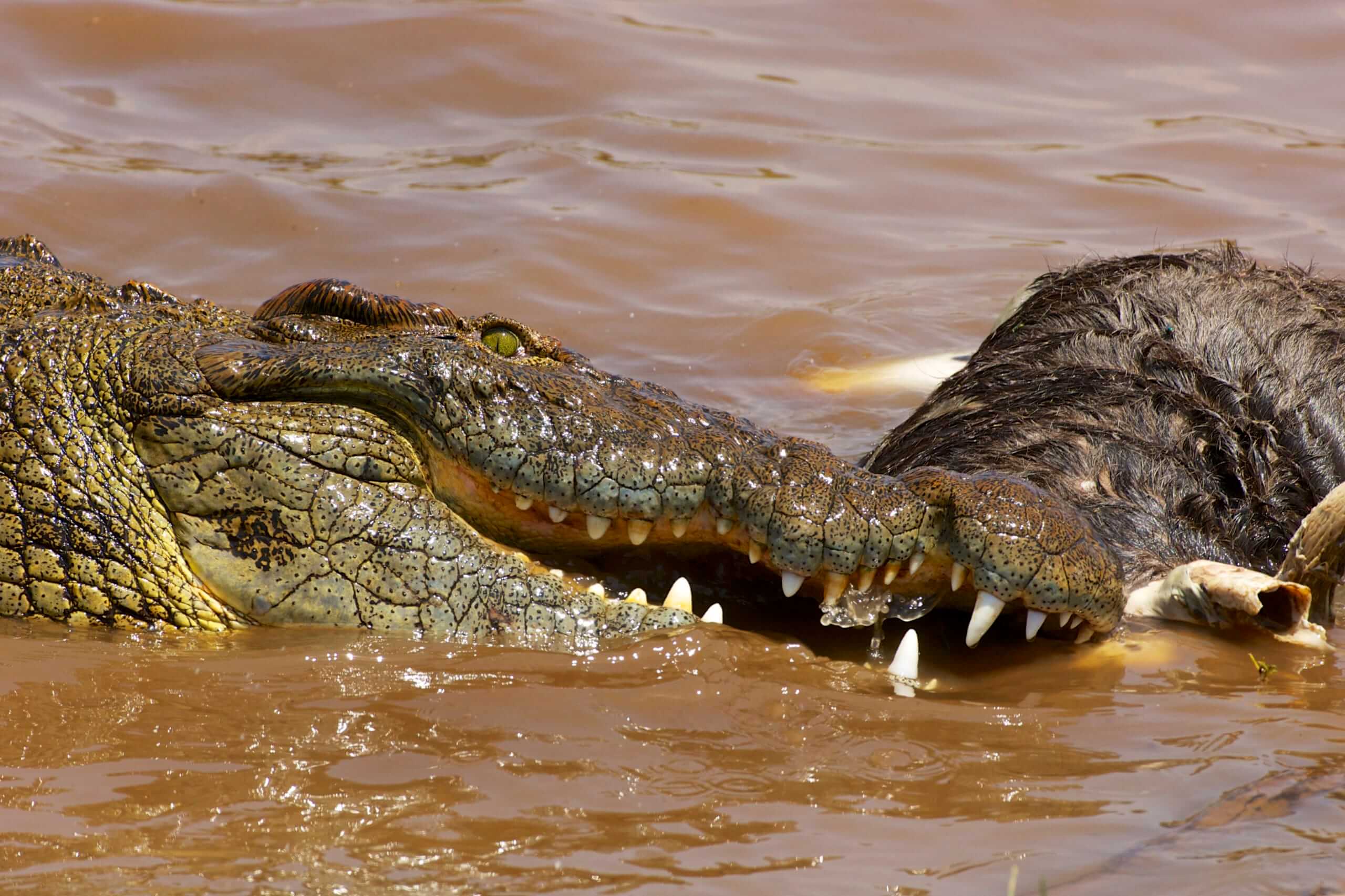Cá sấu ăn gì? Danh sách 12 loại thức ăn cá sấu yêu thích